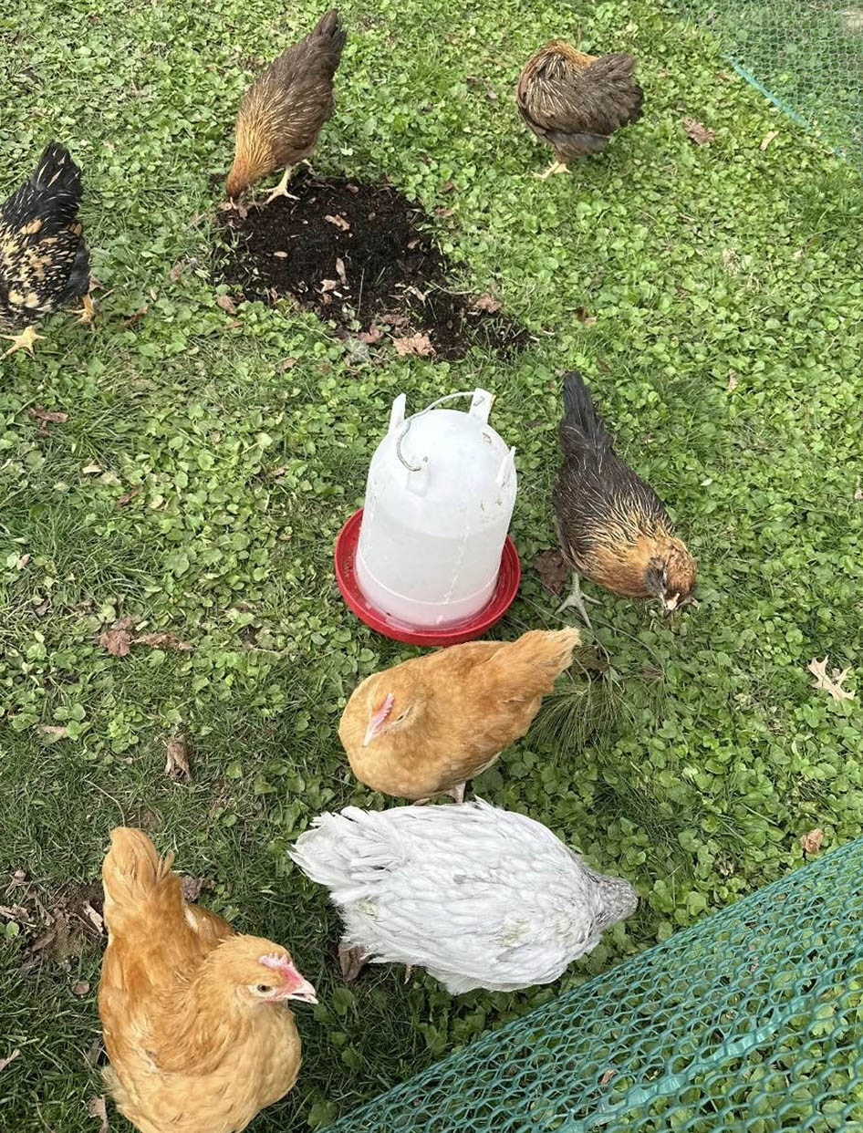 Adult Chickens Adult Chickens