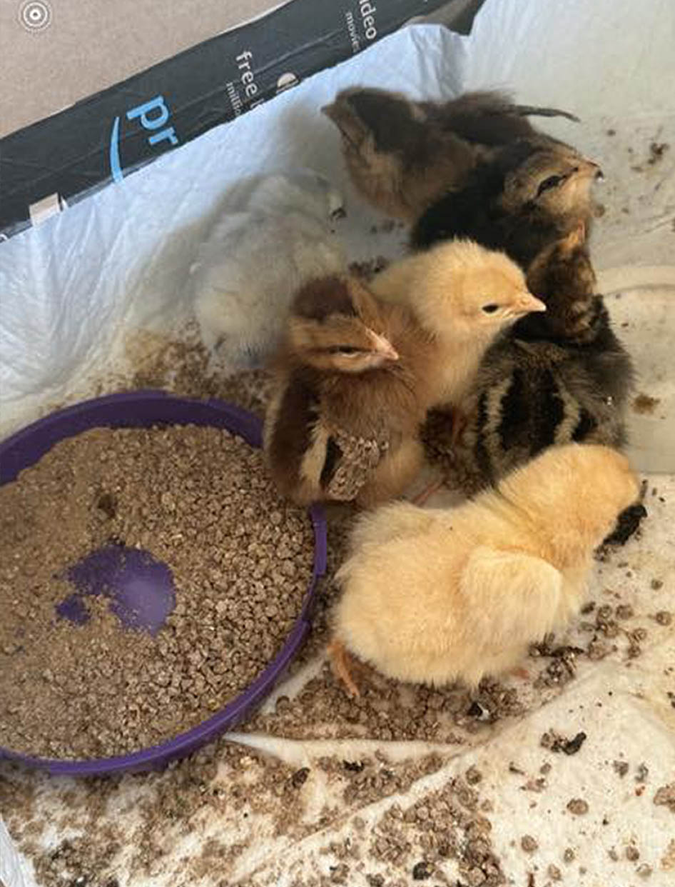 Baby Chickens Baby Chickens