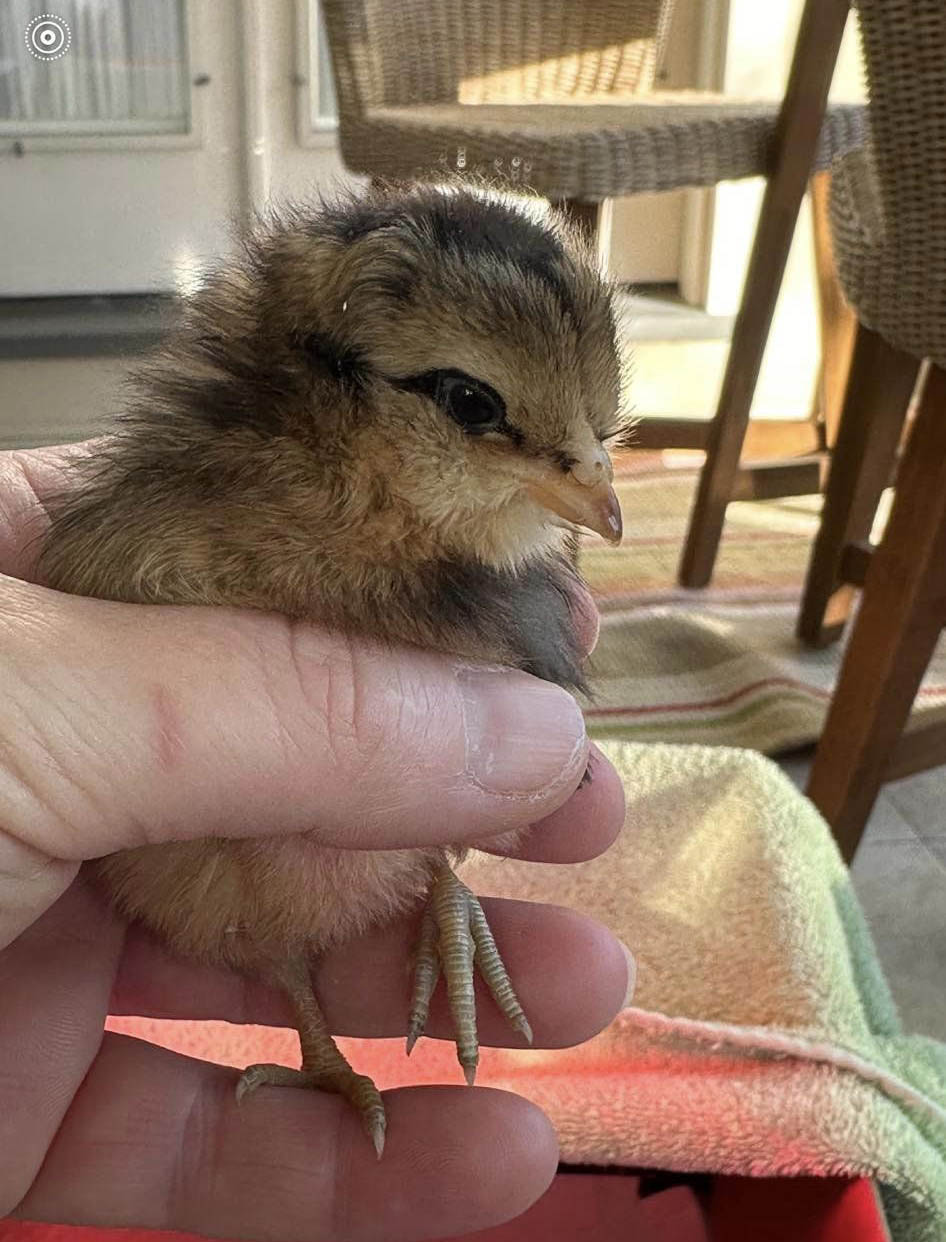 Baby Chicken Baby Chicken