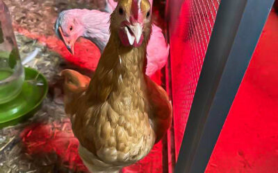 Chickens!