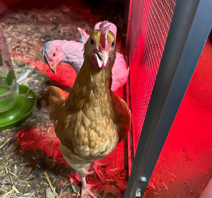 Chickens!